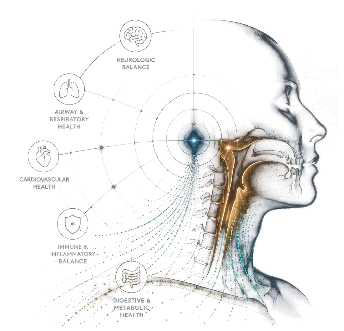 Profile of a human head with the oral cavity as the origin point, mapped to neurologic, airway, cardiovascular, immune and digestive systems