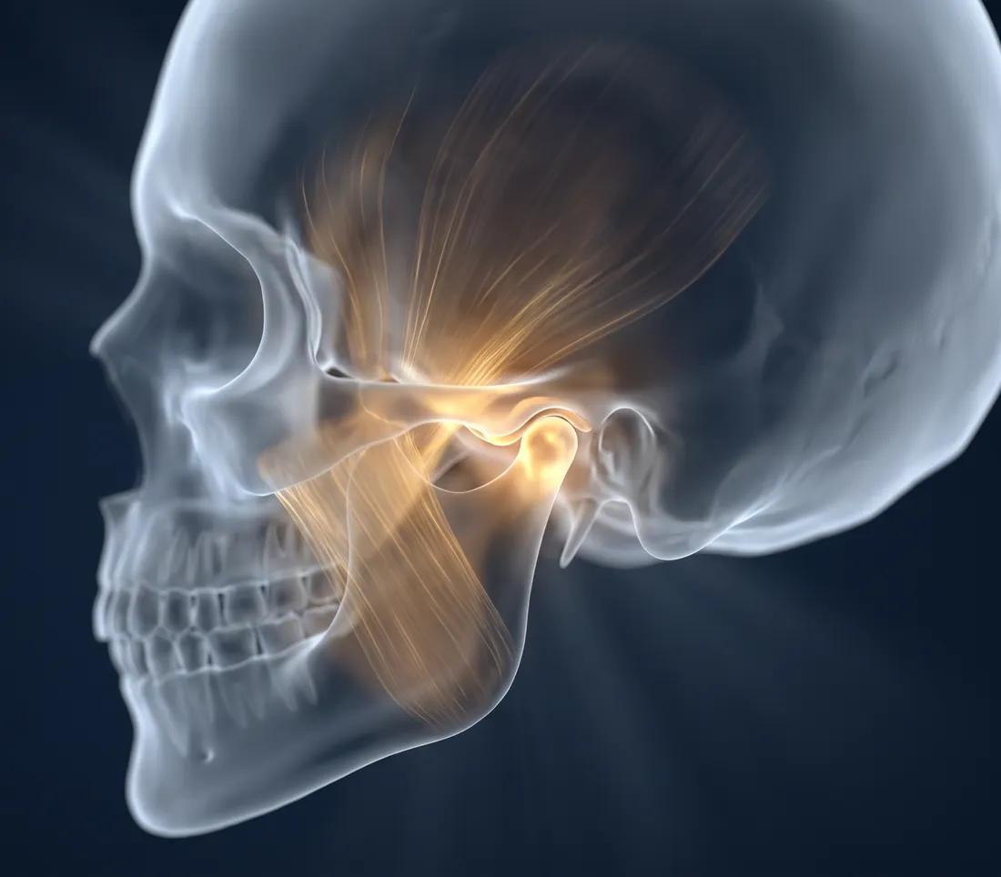 Translucent skull with the jaw joint and chewing muscles lit in gold